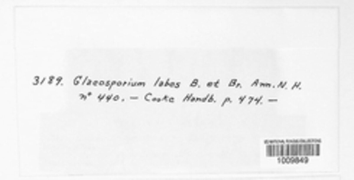 Gloeosporium labes image